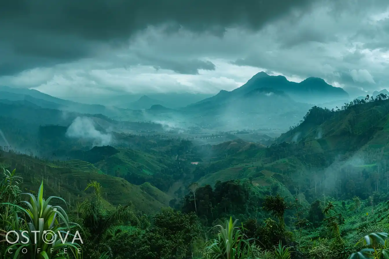 Terraced coffee plantations on the slopes of the Gayo Highlands in Aceh, Indonesia