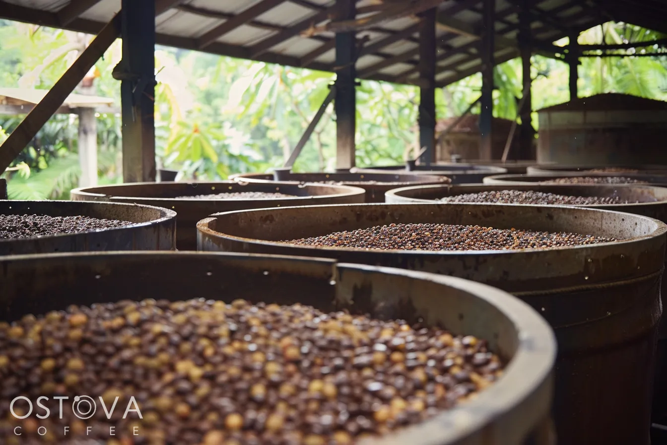 Large wooden fermentation containers filled with depulped coffee beans, with workers carefully monitoring the process. Nearby, beans are laid out on drying racks in the sun.