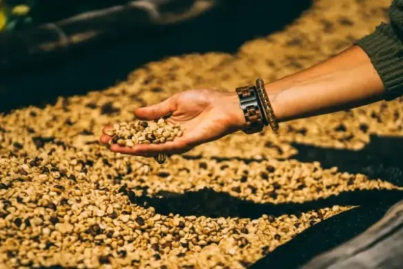 Coffee Beans Process